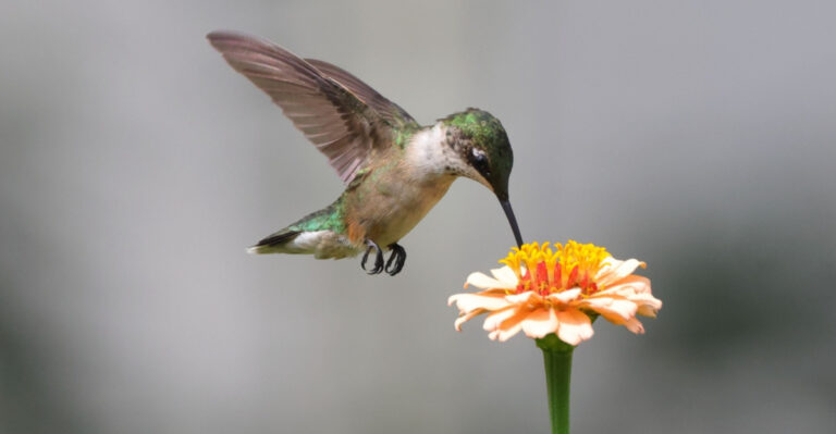 What A Hummingbird Sighting In Your Kentucky Yard Really Means