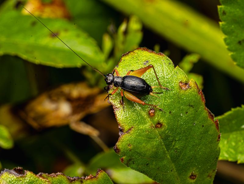 What A Louder Cricket Chorus Says About Your Yard