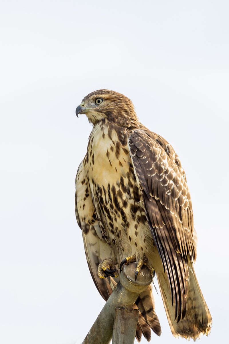 What A Red-Tailed Hawk Sighting Says About Your Yard What A Red-Tailed Hawk Sighting Says About Your Yard