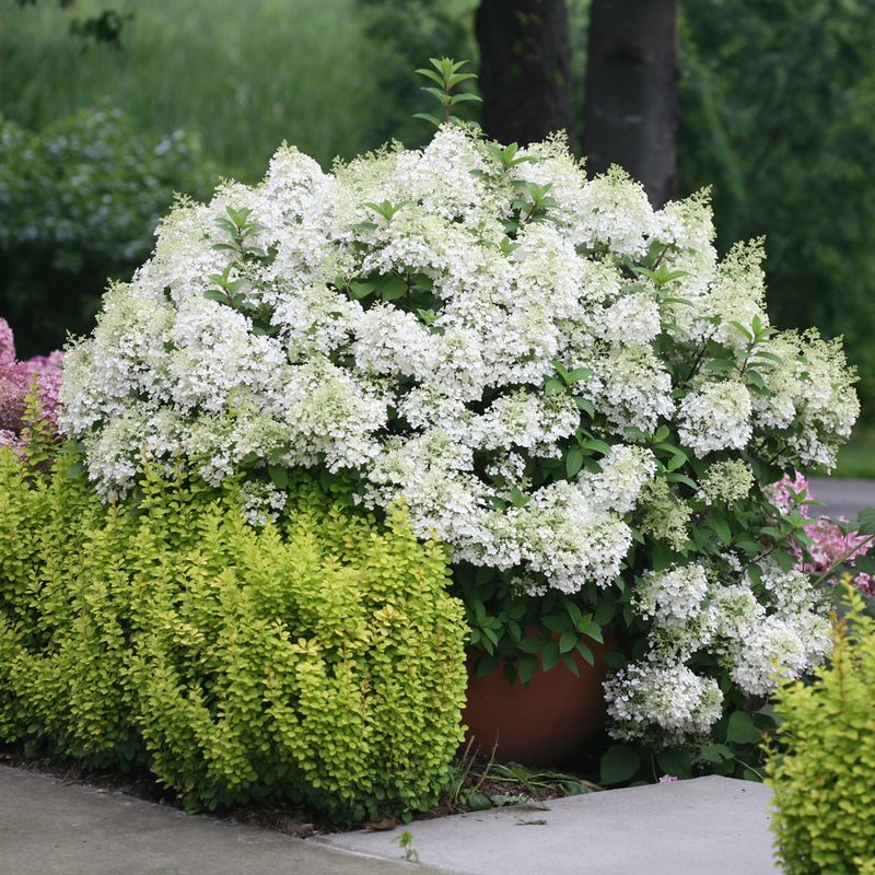 What A Well-Mulched Panicle Hydrangea Looks Like By August