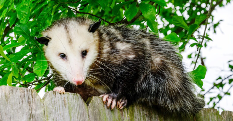 What An Opossum In Your Delaware Backyard Is Actually Telling You