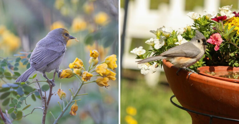 What Arizona Birds Actually Need To Survive Through Extreme Summer Heat