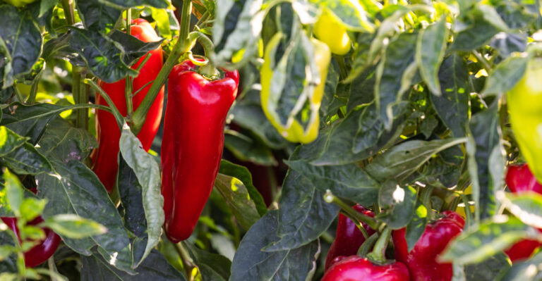 peppers (featured image)