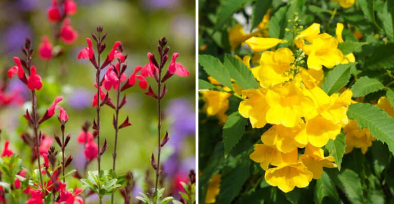 What Arizona Homeowners Are Planting Instead Of Lantana For Year Round Color