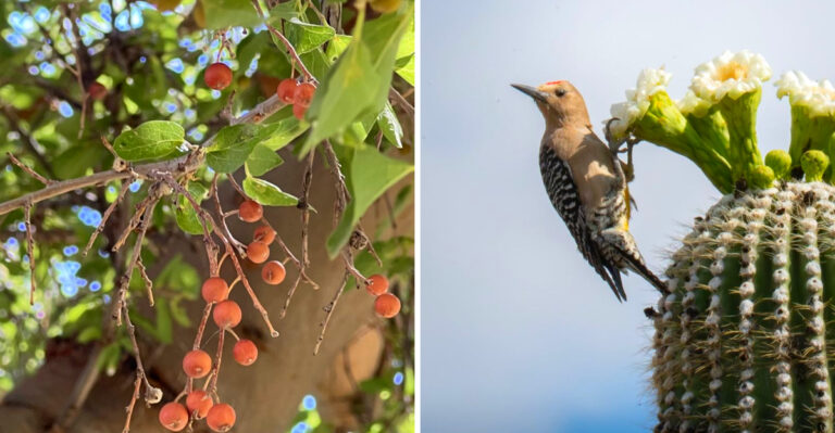 What Arizona Homeowners Plant To Attract Gila Woodpeckers Year Round
