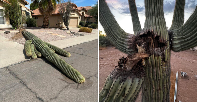 What Arizona Homeowners Should Look For On Saguaros After A Monsoon Storm
