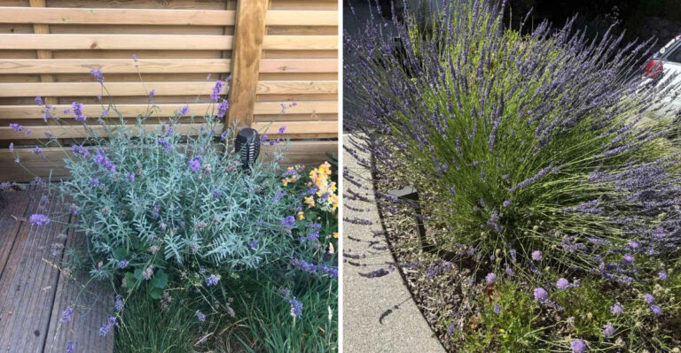 What Arizona Lavender Actually Needs To Stay Healthy And Keep Going Through Summer