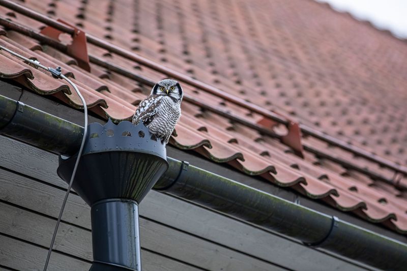 What Attracts Owls To Residential Areas In Maryland