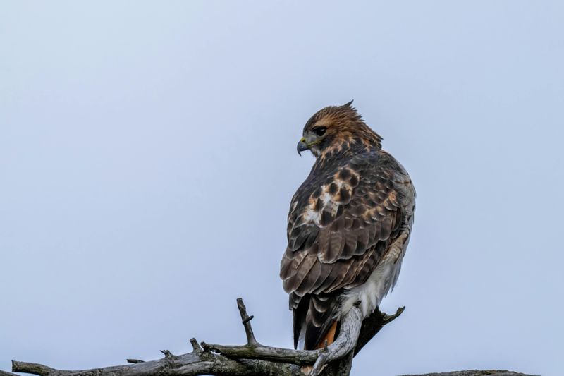 What Attracts Red-Tailed Hawks To Your Maryland Yard