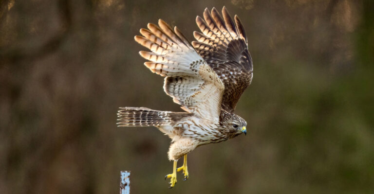 What Attracts Red-Tailed Hawks To Your Maryland Yard