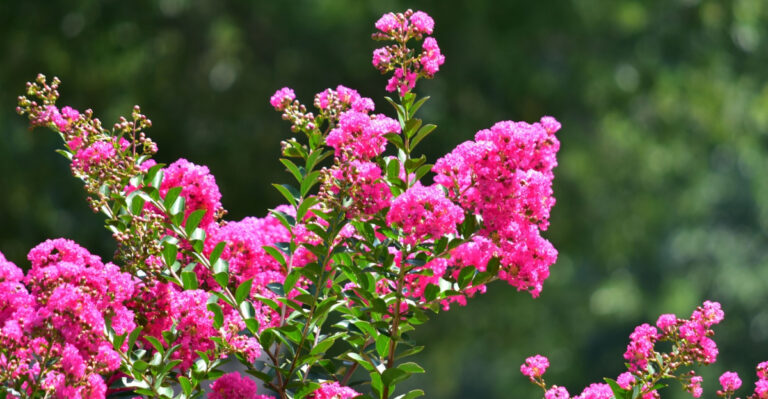 What Bad Trimming Does To Your South Carolina Crape Myrtle, And How To Recover From It