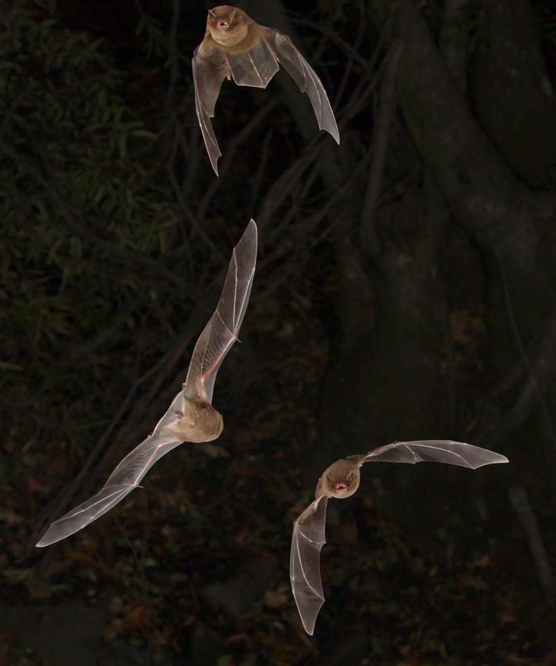 What Bats Are Actually Doing When They Fly Around Your Yard