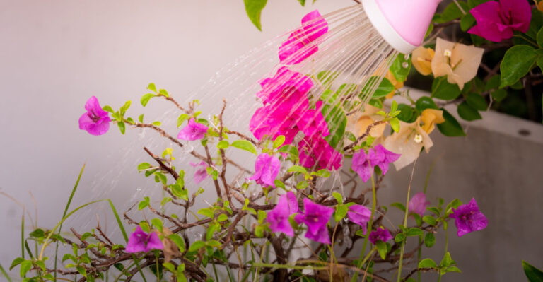 What California Bougainvillea Needs In June For Blooms Through September