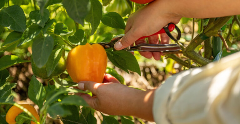 What California Gardeners Get Wrong About Harvesting Peppers In Summer