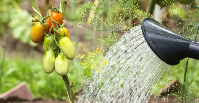 What California Gardeners Should Deep Water Before June Gets Any Hotter