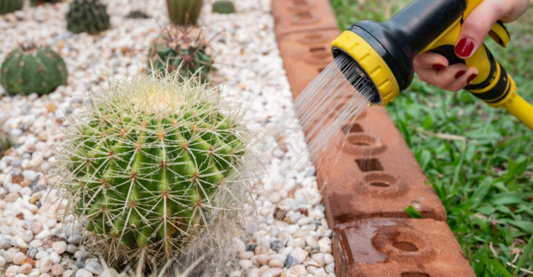What California Gardeners Should Stop Doing The Moment Summer Heat Arrives