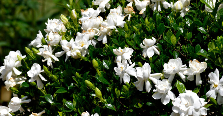 What California Gardenias Actually Need In June To Keep Blooming All Summer