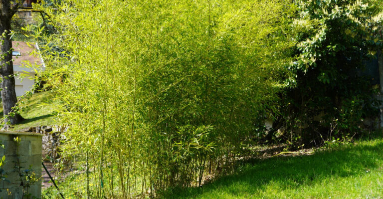 What California Homeowners Can Legally Do When A Neighbor’s Bamboo Crosses The Fence