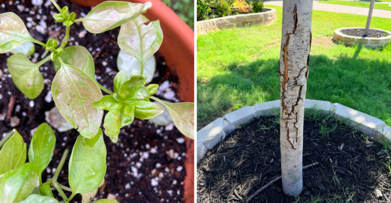 What California Plants Actually Look Like When They Have Sunscald Not Drought