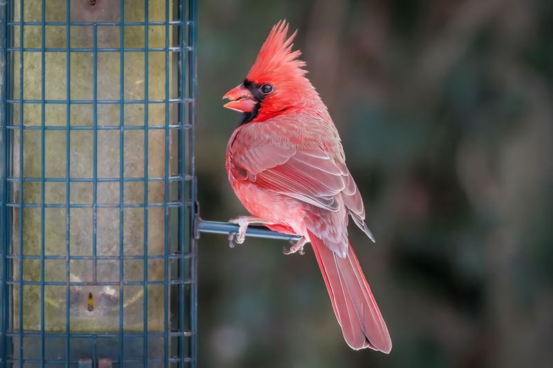 What Cardinals Actually Eat And Why It Matters What Cardinals Actually Eat And Why It Matters