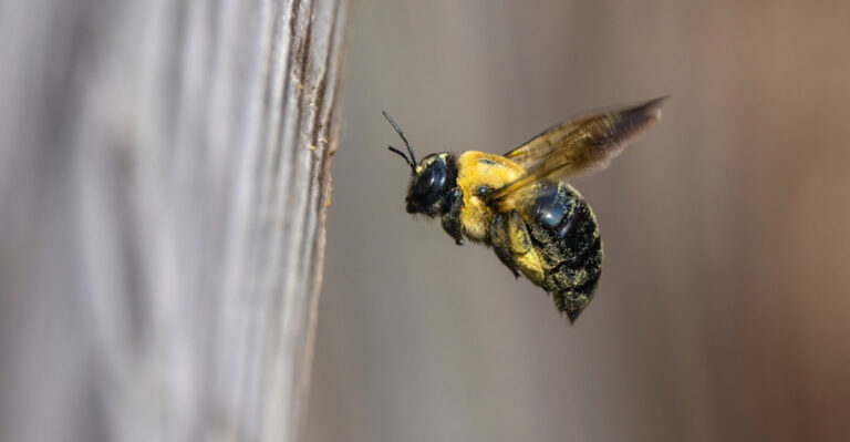 What Carpenter Bee Season Means For New Jersey Homeowners With Wooden Porches