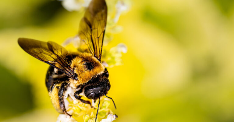 What Carpenter Bees Nesting On Your West Virginia Porch Actually Mean