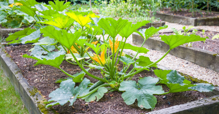 What Causes Zucchini Flowers To Drop Before Fruiting In Tennessee