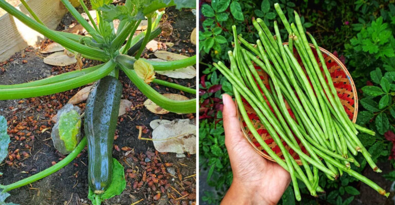 What Charlotte Gardeners Should Be Planting In June That Can Still Produce Before First Frost