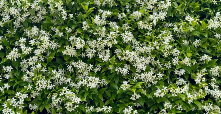 confederate jasmine