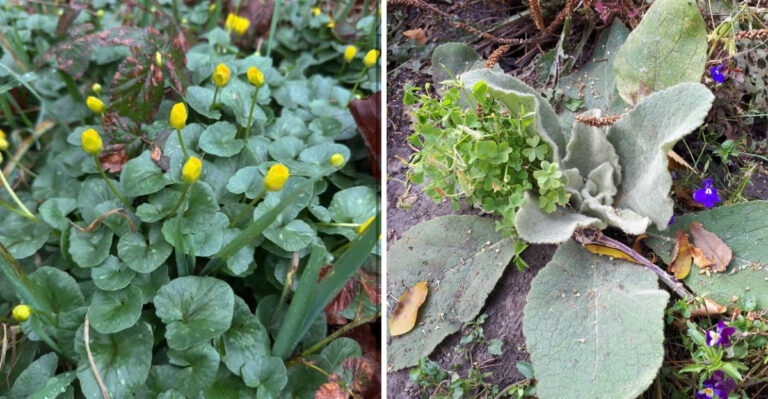 What Counts As A Noxious Weed In Michigan And What Happens If One Grows On Your Property