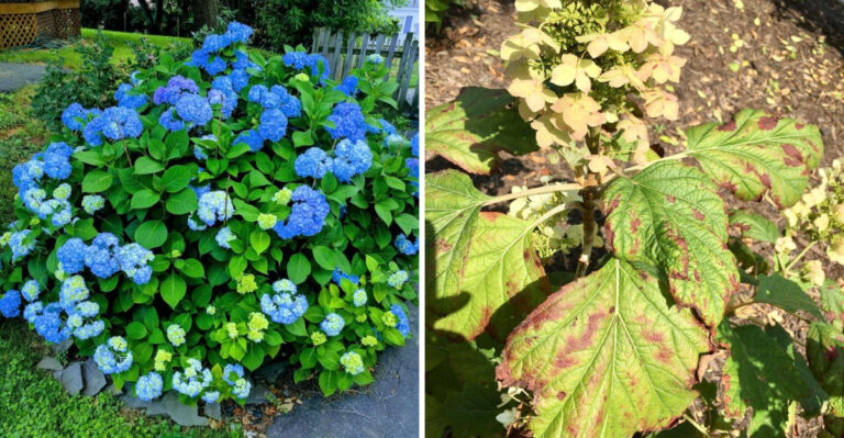 What Crispy Hydrangea Leaves Mean After Ohio’s Cold Spring Nights