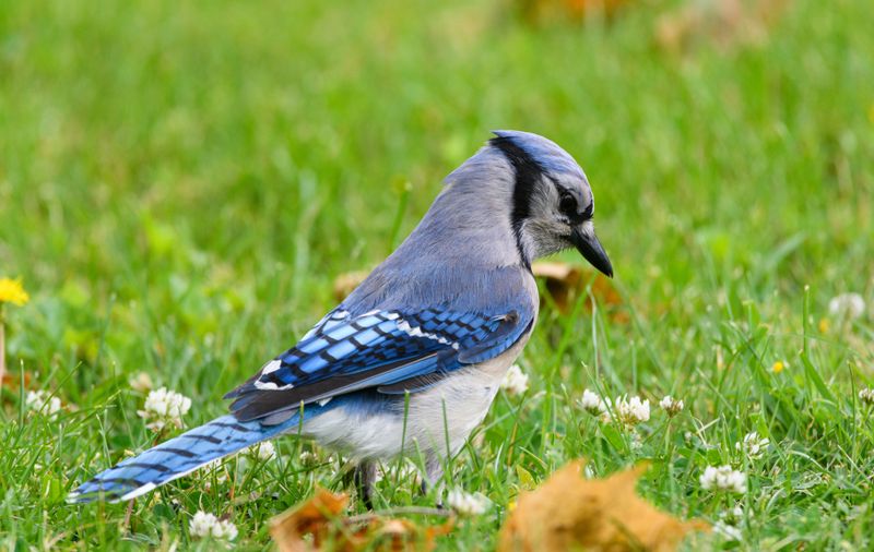 What Draws Blue Jays To New Hampshire Yards What Draws Blue Jays To New Hampshire Yards