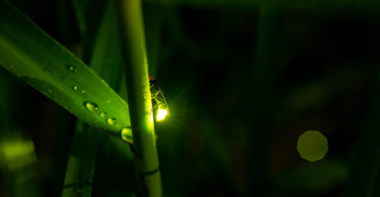 What Draws Fireflies To Arkansas Yards Every Summer