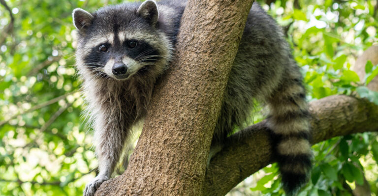 What Draws Raccoons To Connecticut Yards At Night And How To Actually Stop Them