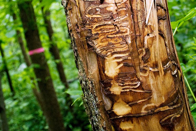 What Emerald Ash Borer Damage Looks Like