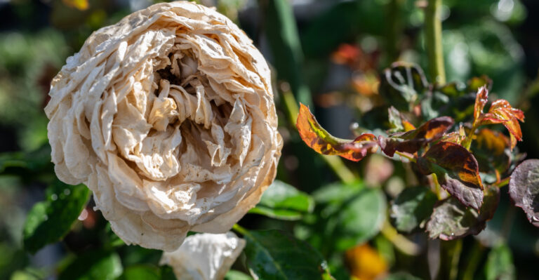 What Every Colorado Gardener Needs To Know When Temps Hit Triple Digits