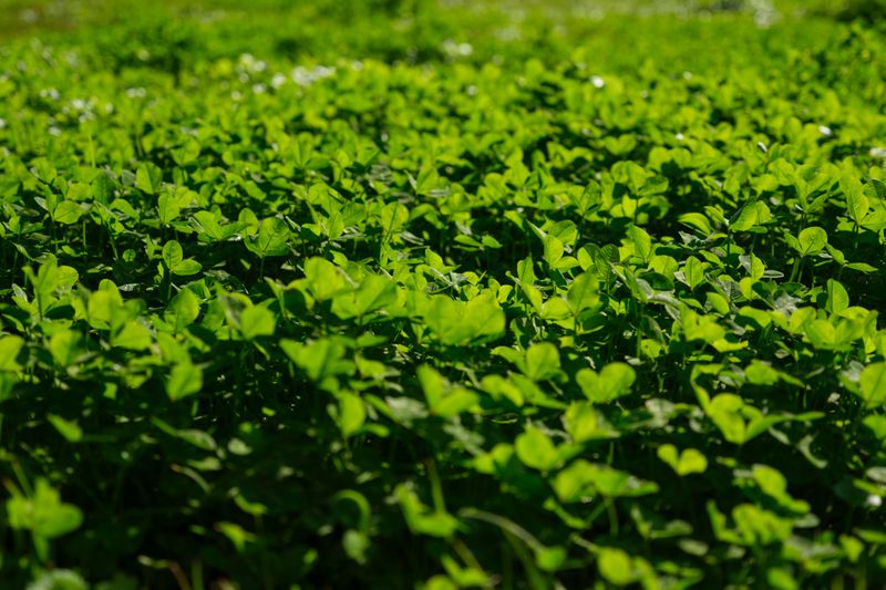 What Exactly Is a Cover Crop and How Is It Different From a Regular Garden Plant