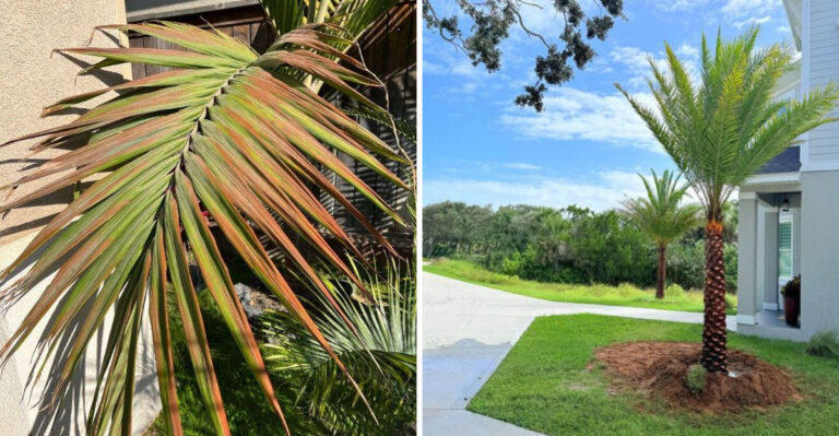 heat stressed palm tree