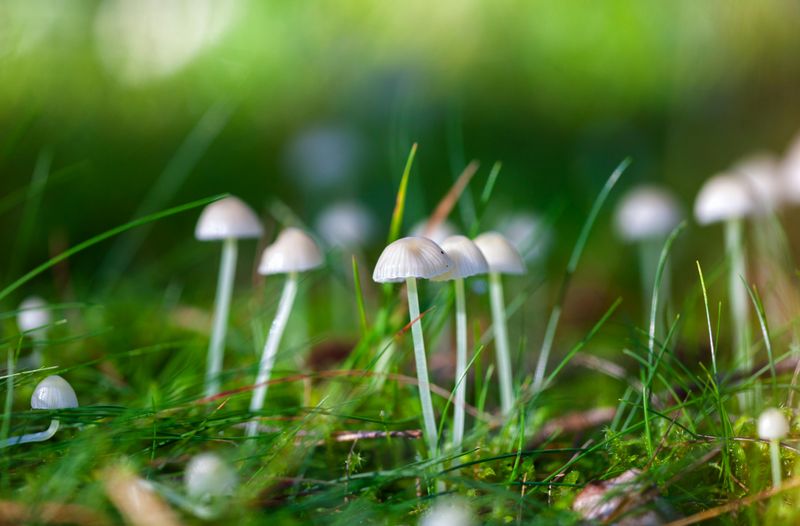 What Fairy Rings Mean And Why They Form