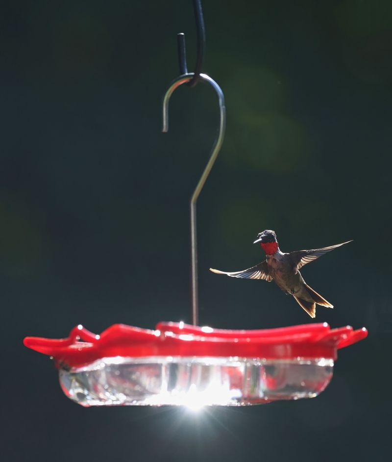 What Feeder Placement Can Do For Migrating Hummingbirds