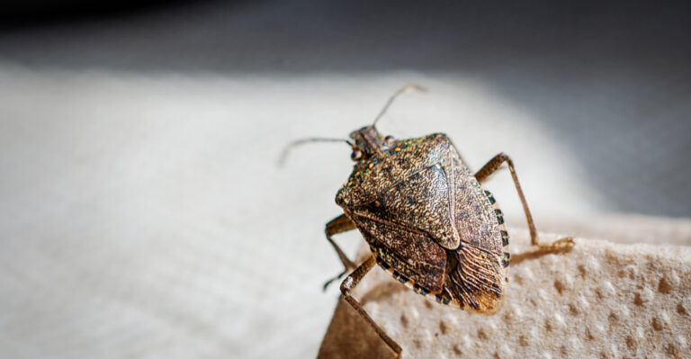 What Finding Stink Bugs Inside Your Maryland Home In Summer Really Means