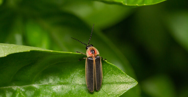 What Fireflies In Your Nebraska Yard Are Actually Telling You