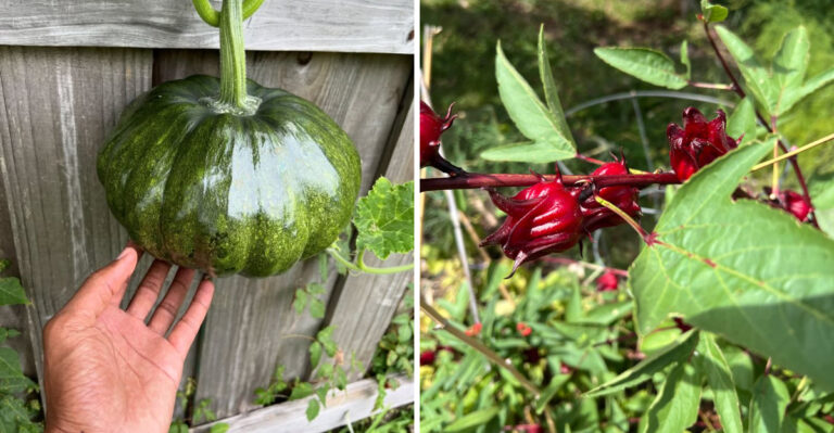 What Florida Gardeners Are Planting Right Now In Mid-July