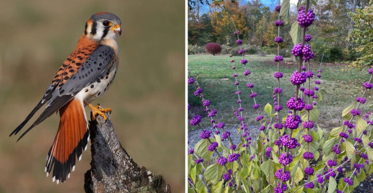 What Florida Gardeners Can Plant To Make Yards More Useful For Kestrels