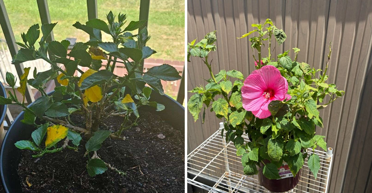 hibiscus