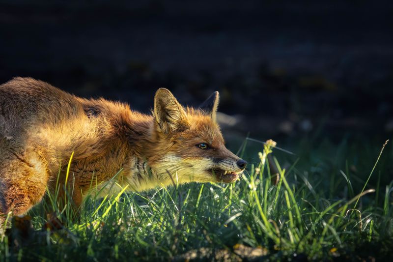 What Fox Behavior In Your Yard Is Actually Telling You What Fox Behavior In Your Yard Is Actually Telling You