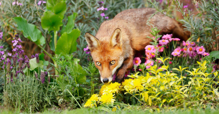 fox in garden