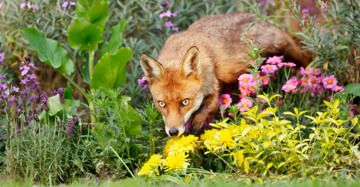 fox in garden