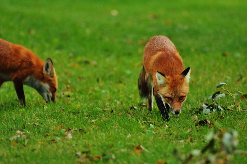 What Foxes Are Actually Doing In Your Yard