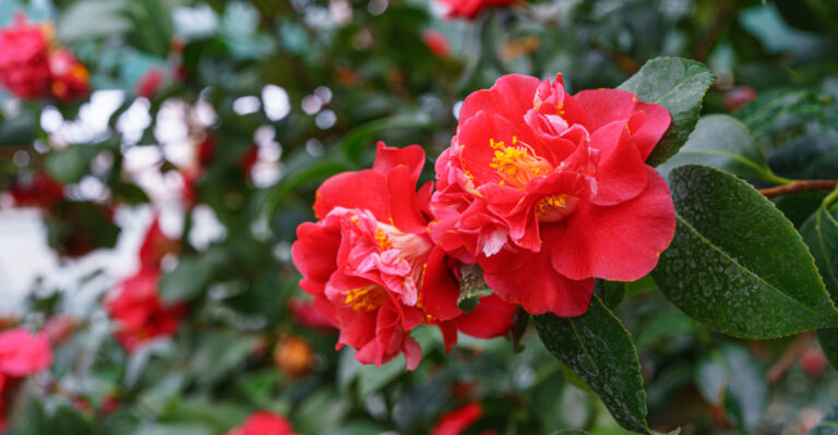 camellias (featured image)